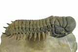 Flying Crotalocephalina Trilobite - Exposed Hypostome #359234-1